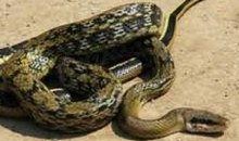 蛇王波后在线观看,在线观看，揭秘神秘蛇界传奇